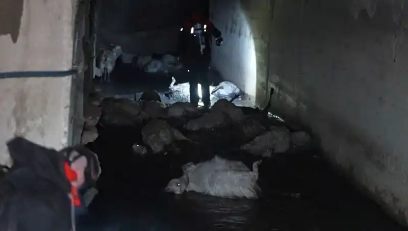 Keskin Koku Alarmı: Doğa Dostu Hayvanlar Tehlikede!