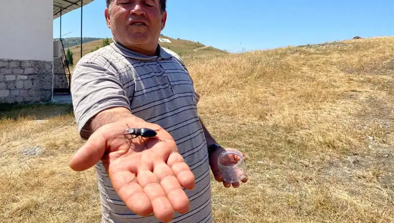Sivas'ta Görülen Bu Böceği Öldürmenin Cezası Şaşırtıyor!