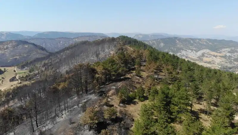Bolu'da 5 Milyon Fidan Doğayla Buluşuyor: Yeşil Gelecek İçin Büyük Adım