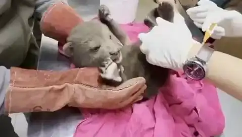 Karabük Ormanlarında Yavru Bozayı Keşfi: Doğa Severlere Müjde!