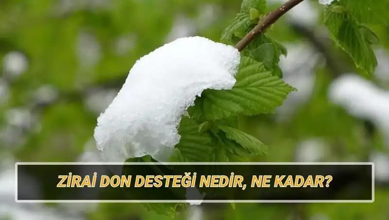 Zirai Don Desteği Açıklandı! Kimler Yararlanacak ve Ne Kadar?