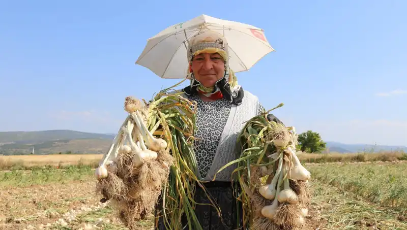 Sıcakların Kardeşliği: Kavurucu Sıcaklarda Çalışanların Günlük Kazancı 1200 TL!