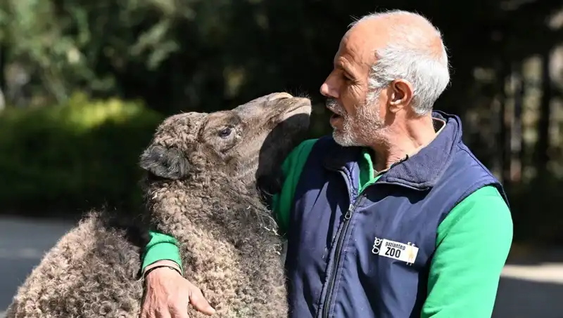 Anne Şefkatiyle Beslenen Boncuk: 4 Litre Sütle Büyüyor