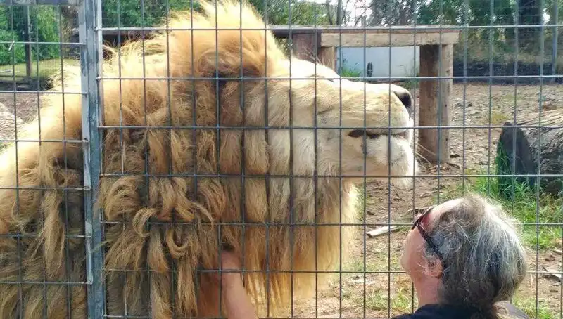 Avustralya’da Kafesinde Aslan Saldırısı: Kadının Kolunu Kapıp Kaçtı!