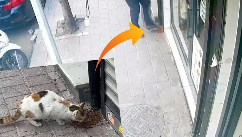 Kedilerin Mamasıyla Oynayan Gizemli Ziyaretçi, Sokakları Karıştırdı