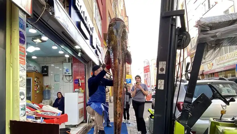 Meriç Nehri’nden Çıkan Devasa Balık: Tam 3 Metre Boyunda!