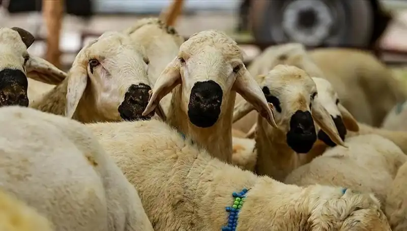 Kurban Bayramı 2025’te Kurban Kesmek Farz mı? 10 Soruda Cevaplar