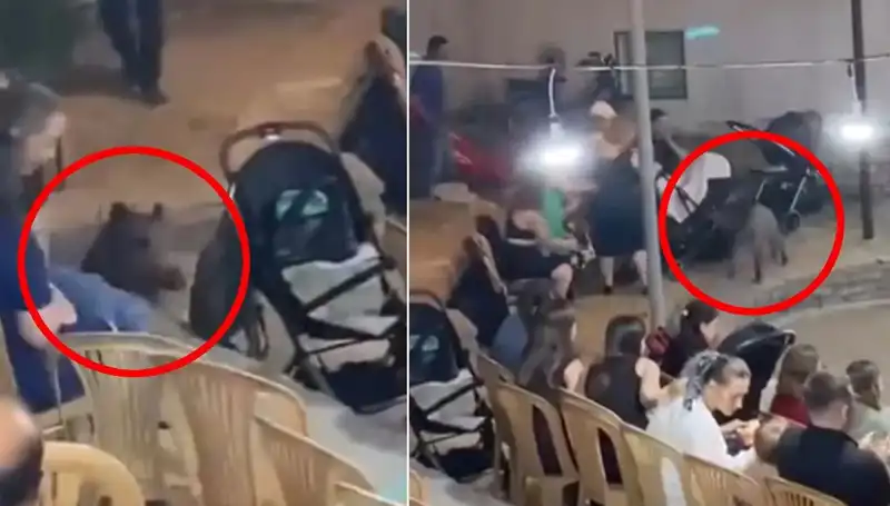 Düğün Sırasında Yaban Domuzunun İstila Etmesi Şok Yarattı