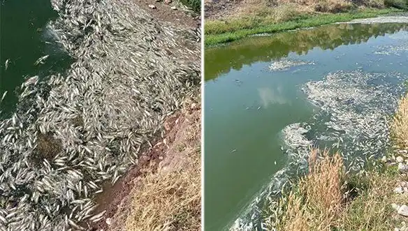 Karasu Çayı'ndaki Balık Ölümleri: Ekosistem Tehdit Altında mı?