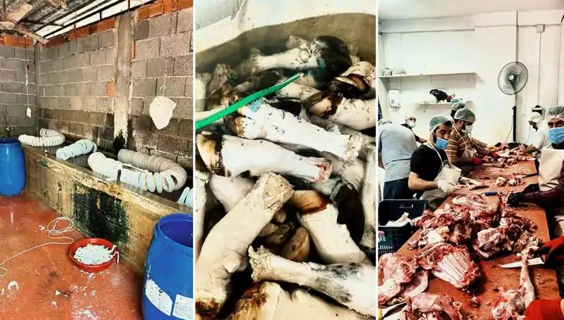 Adana'da Tüyler Ürküten Paca Operasyonu: Yüzlerce Kilo Ele Geçirildi
