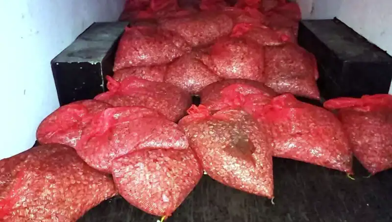 Samsun’da Kaçak Midye Operasyonu: 1,5 Ton Ele Geçirildi!