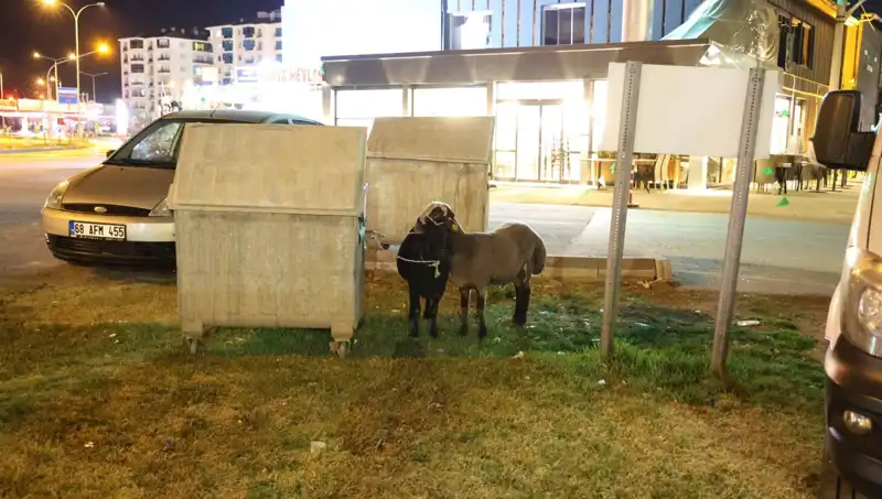 Mor Karaman Koyunları: Doğanın Kollarında Kayıp Bir Gelecek