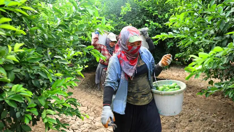 Market Fiyatları Yükselirken Beklenen Müjdeli Haber: Hasat Dönemi Başladı!