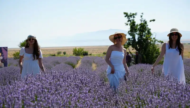 : Göl Kenarında Mor Bahçelerde Hasat Zamanı: Doğanın En Güzel Aromaları