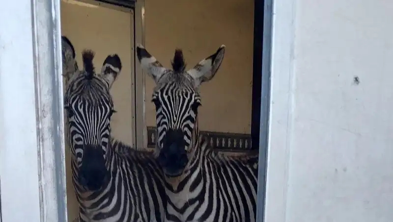 Sınırda Yakalanan Minibüste Hayvan Facia! 2 Zebra, 6 Maymun ve Daha Fazlası