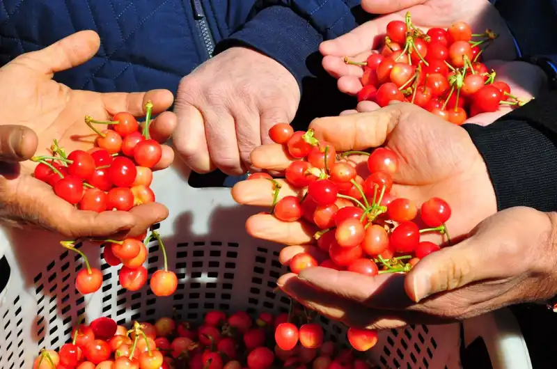 İlk Hasat Narenciye Üretiminde Rekor: Kilosu 3.500 TL’den Satışa Sunuldu!