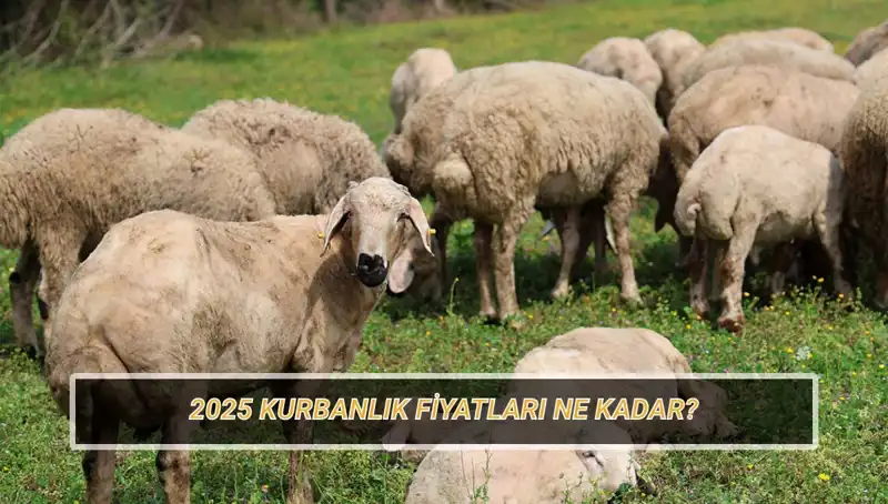2025 Kurbanlık Fiyatları: Büyükbaş ve Küçükbaş Kurban Maliyetleri Gözler Önünde!