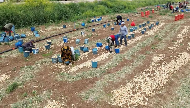 Soğan Hasadı Başladı: Fiyatlar Düşüşe Geçti, Tüketici Ne Beklemeli?