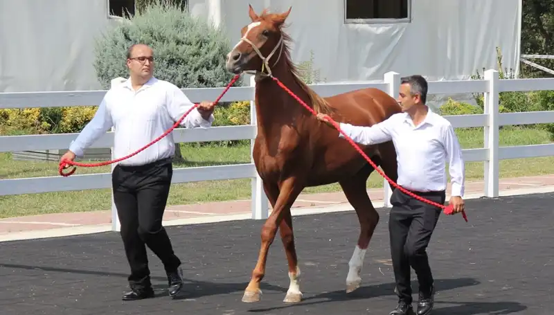 Rekorları Alt Üst Eden "Taşkın Kral": Türkiye'nin Su Yönetiminde Yeni Dönem