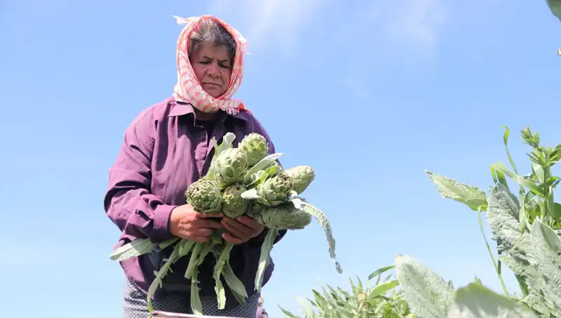 Tarladan Sofralara: Neden Sebzelerin Fiyatları Yükseliyor?
