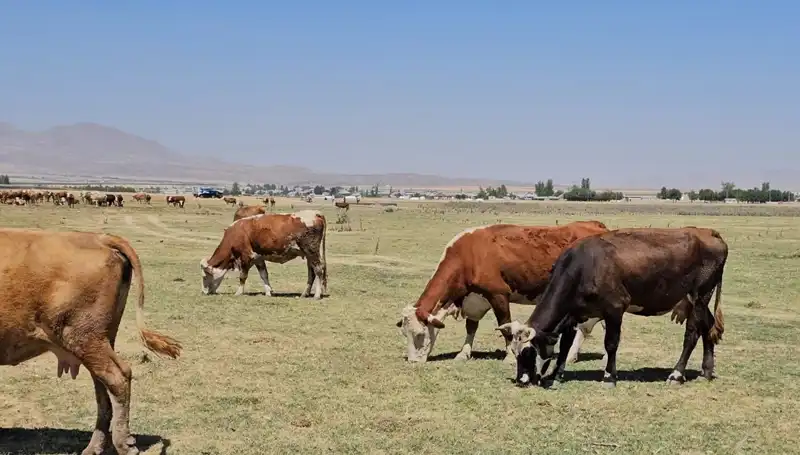 Arin Gölü'ndeki Kuru Göl: Su Krizi Tehlikesi Sinyalleri Veriyor