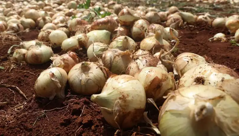 Hatay’da Soğan Hasadı Başladı: Çiftçilerin Yüzü Güldü, Fiyatlar Tarlada 15-20 TL Arasında