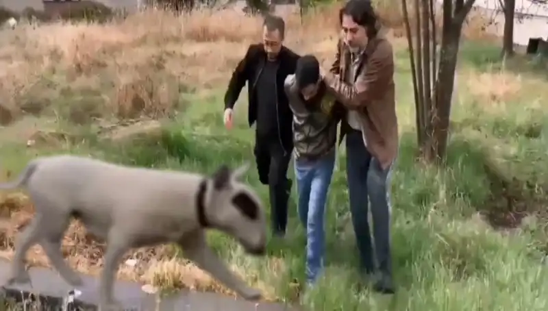 430 Bin Lira Değerindeki Şampiyon Köpek Hırsızlığı: Hırsız Kıskıvrak Yakalandı!