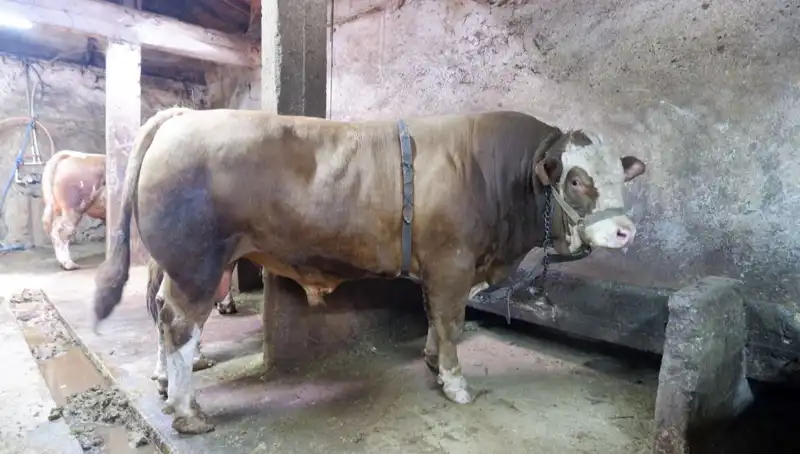 1 Ton 200 Kilo Ağırlığında Eşya Satıldı: Fiyatı Şok Etti!
