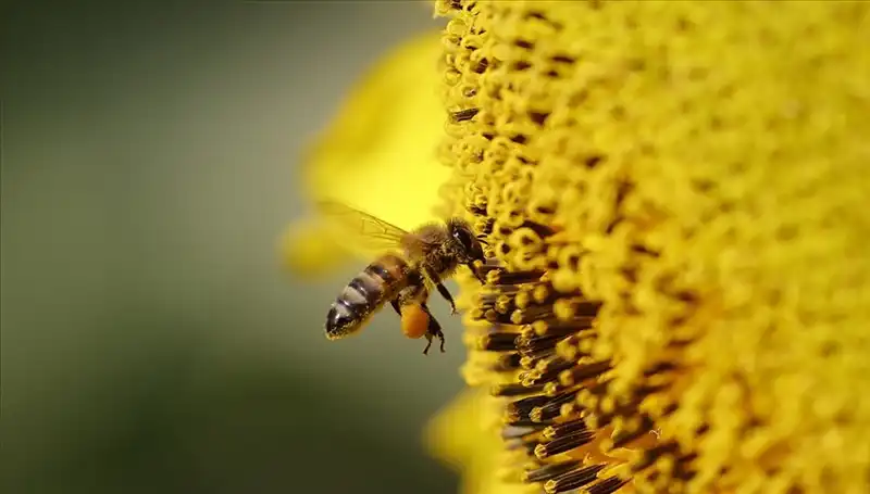 Kır Çiçeklerinde Biriken Zehir, Arı Ölümlerinin Gizemini Ortaya Koydu