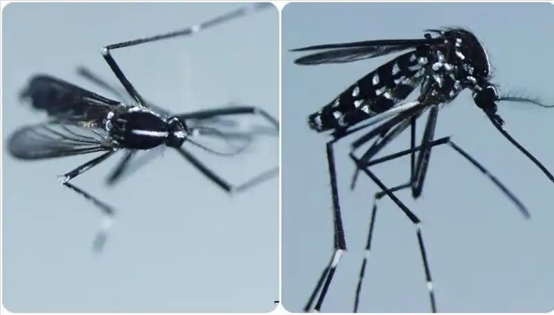 Chikungunya Virüsü: Belirtileri ve Görüldüğü Ülkeler Hakkında Bilmeniz Gerekenler
