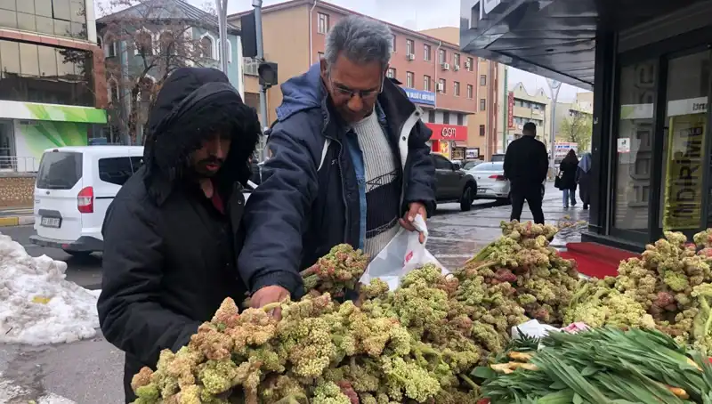 Kendiliğinden Yetişen Bu Bitki, Kanserle Savaşta Umut Vaadediyor