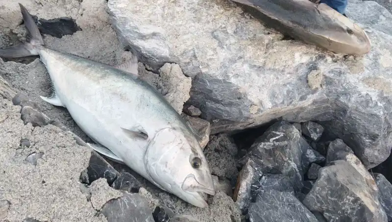 Oltayla 65 Kilo Balık Yakaladı, 18 Bin TL'ye Satışa Çıktı!