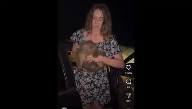 Yavru Hayvanı Anne ve Babanın Ayrılığına Tanıklık Eden Şok Edici Görüntüler!