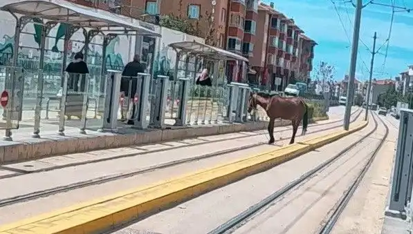 Eskişehir'de Tramvay Raylarında Başbaşa Kalınan Bir At: Şaşkınlık Yaratan Görüntüler