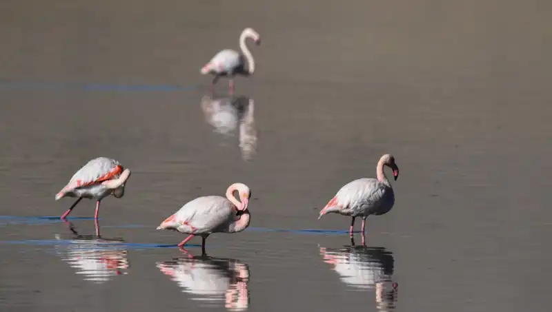 Türkiye'nin Kuş Cenneti Kuraklıkla Mücadele Ediyor: Flamingolar Tehdit Altında