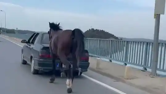 Adana'da Ata Eziyet Eden Kişiye Gazete Oranı Neden İzni Aldı?