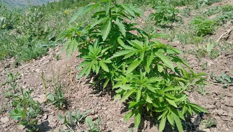 Bingöl’de Kaçak Tütün ve Kenevir Operasyonu: Yüzde Yüz Başarı ile Sonuçlandı