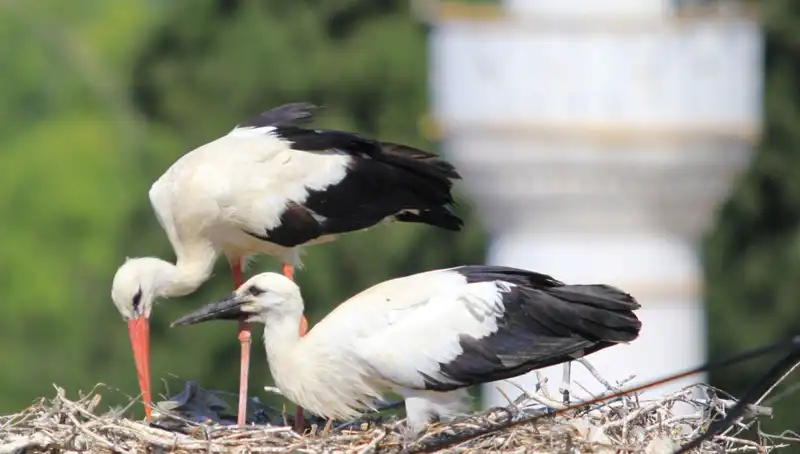 Yılda 8 Kat Fazla Yuva: Leylek Köyü'nde Leyleklerin Dansı