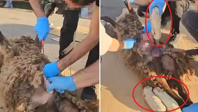 Zehir Tacirlerinin Şok Edici Yöntemi: Ölü Koyunun Karnında Ne Var?