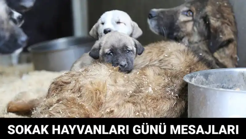 Dünya Sokak Hayvanları Günü: Hayvanlara Dikkat Çekmenin Önemi