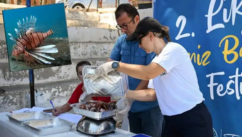 Antalya'da İstilacı Aslan Balığı Avlama Yarışması: Doğan Ağaçları  Canlandıracak!