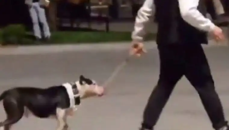 Ağızlıksız Pitbull’un Saldırısı: Sahibine Ağır Para Cezası Uygulandı